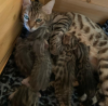 Wunderschöne Bengal Kitten mit Stammbaum