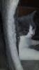 Bkh kitten 14 Wochen