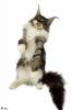 Traumhafte Maine Coon Kitten der seltenen Extraklasse!!