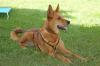 RED TEDDY - Mix - 7 Jahre - Tierhilfe-Franken e.V.