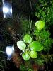 Froschbiss,  Aquariumpflanze,  Versand/  Abholung
