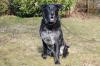 BALDUR - charmanter Labrador-Schäfer-Mix - 8 Jahre - ´Tierhilfe-Franken e.V.