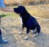 Amy sucht ein passendes Zuhause