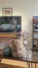 Devon Rex Katze sucht Neue Zuhause