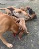 Reinrassige Rhodesian Ridgeback Welpen