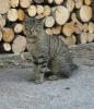 vermisst: getigerte Katze (schwarz/ grau/ bräunlich)