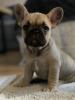 Französische Bulldogge Welpen