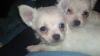 haben noch 3 rüden langhaar chihuahua abzugeben