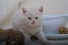 5 BKH Kater u. 1 BLH Kater in den Farben Blau u. Creme,  suchen zuverlässiges Kus
