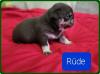 Altdeutsche Mops Welpen