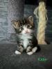 4 Maine Coon Kitten Kater