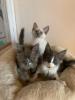 Türkisch Angora Kitten mit Papieren,  Reinrassig