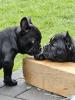 Französische Bulldoggen