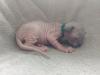 Canadian Sphynx Kitten