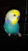 Nestjunge und handzahme Wellensittiche