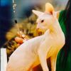 Reinrassige Don Sphynx-Kitten mit Stammbaum und Champion Titeln