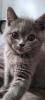 BKH - KITTEN 13  WOCHEN