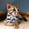 Verfügbar F1,  F2 Savanne und Serval,  Karakal und Ocelot Kätzchen