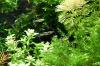 Wildendler,  Guppy,  reinerbig (Versand/  Abholung)