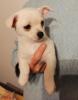 zuckersüßer weißer Pomchi Welpe Pomeranian Chihuahua Zwergspitz Mischling Mix