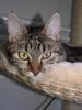 Florence - Katzendame sucht liebevolles Zuhause! (aus dem Tierschutz)