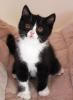 BKH Kitten 2 Kater & 1 Katze,  4 Monate alt mit Stammbaum