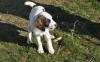 Loupie sucht ein passendes Zuhause