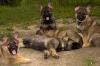zauberhafte Schäferhundwelpen grau,  