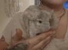Chinchilla Pärchen 