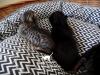 Melanistic F5 SBT Savannah Kitten