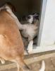 Lusy sucht ein passendes Zuhause
