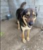 jenny sucht ein passendes ZUhause