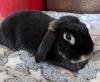 KIRA - Zwergkaninchen - 3 Jahre - Tierhilfe-Franken e.V.