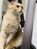 Scottish Gold Katze & kater