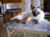 Siam Thai Deckkater gesucht /  geimpft + getestet