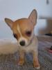 Chihuahua welpen
