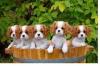 Cavalier-King-Charles Spaniel Welpen ausziehen,  