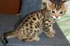 Caracal Kätzchen,  mehrere Kätzchen Savannah Kätzchen,  Bengal Kätzchen,  Tiger Clu