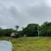 Brasilien 50 HA Tiefpreis-Grundstück direkt am See bei Careiro - Manaus AM