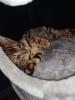 Schöne Bengal-Kätzchen