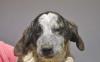 Colette sucht ein passendes Zuhause