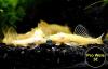 Ancistrus,  Welse,  reinerbig,  ab 2€ (Versand/  Abholung)