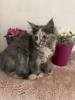 Maine Coon Kitten