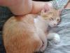 EKH Jungkatzen Ich suche ein liebevolles Zuhause für meine zwei super süßen,  ver