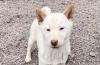 Yui - Shiba Inu-Mischling - lieb,  verspielt
