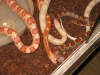 3 Kornnattern,  Snow,  Red Albino,  Nominat,  mit Terrarium