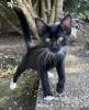 Kitten,  Kätzchen,  Junge,  Waldkatze
