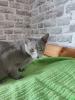 Russisch blau Kitten reinrassig 20.11.2024