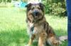Sly - männlich 2 Jahre 52 cm 23 kg Briard-Mix Gechipt Nicht kastriert