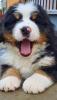 Bernersennenhunde 